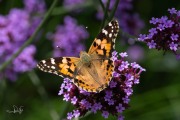 Distelvlinder / Painted Lady (Vanessa cardui) Distelvlinder / Painted Lady (Vanessa cardui)