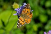 Distelvlinder / Painted Lady (Vanessa cardui) Distelvlinder / Painted Lady (Vanessa cardui)