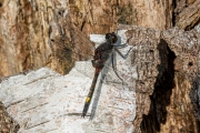Gevlekte witsnuitlibel / Yellow-spotted Whiteface (Leucorrhinia pectoralis) Gevlekte witsnuitlibel / Yellow-spotted Whiteface (Leucorrhinia pectoralis)
