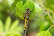 Gevlekte witsnuitlibel / Yellow-spotted Whiteface (Leucorrhinia pectoralis) Gevlekte witsnuitlibel / Yellow-spotted Whiteface (Leucorrhinia pectoralis)