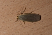 Glad beertje / Dingy Footman (Eilema griseola)