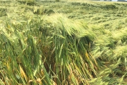 Nest grauwe kiekendief tussen het gerst / Nest of the Montagu's Harrier among the barley