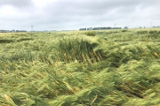 Platgeslagen gerst / Flat-blown barley