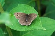Koevinkje / Ringlet (Aphantopus hyperantus) Koevinkje / Ringlet (Aphantopus hyperantus)