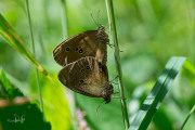 Koevinkje / Ringlet (Aphantopus hyperantus) Koevinkje / Ringlet (Aphantopus hyperantus)