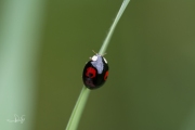 Aziatisch lieveheersbeestje - Harlequin ladybird (Harmonia axyridis conspicua)