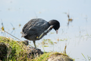 Meerkoet / Common Coot (Fulica atra)