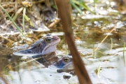 Heikikker / Moor Frog (Rana arvalis)