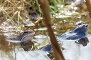 Heikikker / Moor Frog (Rana arvalis)