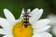 Gevlekte smalboktor / Longhorn beetle (Leptura quadrifasciata)