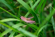 Bruine sprinkhaan met erythrisme / Common Field Grasshopper with erythrism (Chorthippus brunneus)