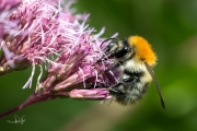 Akkerhommel / Common Carder Bee (Bombus pascuorum)