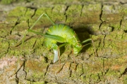 Struiksprinkhaan / Speckled Bush cricket (Leptophyes punctatissima)