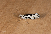 Panterspitskopmot (Ypsolopha sequella), micro
