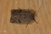 Variabele voorjaarsuil / Clouded Drab (Orthosia incerta)