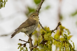 Fitis / Willow Warbler (Phylloscopus trochilus)