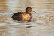 Kuifeend / Tufted Duck (Aythya fuligula)