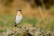 Tapuit / Northern Wheatear (Oenanthe oenanthe)