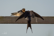 Boerenzwaluw / Barn Swallow (Hirundo rustica)