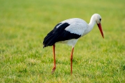 Ooievaar / White stork (Ciconia ciconia)