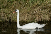 Knobbelzwaan / Mute Swan (Cygnus olor)