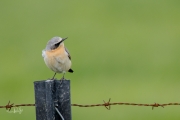 Tapuit / Northern Wheatear (Oenanthe oenanthe)