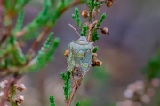 Groene schildwants / Green Shield Bug  (Palomena prasina)