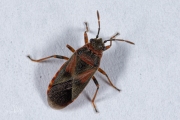 Iepenridderwants / Elm Seed Bug (Arocatus melanocephalus)