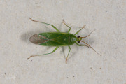 Wilgensteilneus (Orthotylus marginalis)