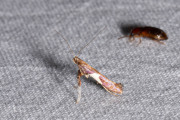 Wilgensteltmot (Caloptilia stigmatella), micro