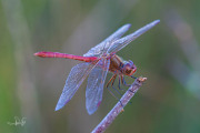 Zuidelijke heidelibel / Southern Darter (Sympetrum meridionale) Zuidelijke heidelibel / Southern Darter (Sympetrum meridionale)