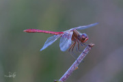Zuidelijke heidelibel / Southern Darter (Sympetrum meridionale) Zuidelijke heidelibel / Southern Darter (Sympetrum meridionale)