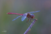 Zuidelijke heidelibel / Southern Darter (Sympetrum meridionale) Zuidelijke heidelibel / Southern Darter (Sympetrum meridionale)