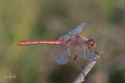 Zuidelijke heidelibel / Southern Darter (Sympetrum meridionale) Zuidelijke heidelibel / Southern Darter (Sympetrum meridionale)