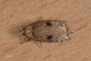 Zwartvlekkaartmot (Agonopterix propinquella), micro