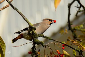 Read more about the article Bohemian waxwing