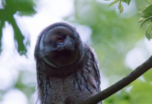 Read more about the article The eyes of birds – part 1