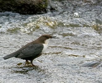 Zwartbuikwaterspreeuw
