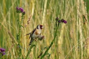 Lees meer over het artikel De putter