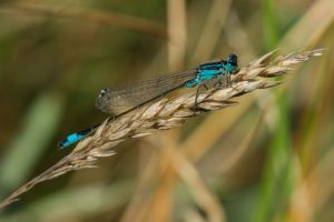 Read more about the article Blue-tailed damselfly