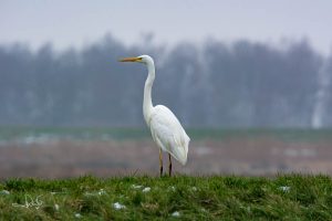 Lees meer over het artikel Pronken met andermans veren