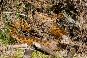 Read more about the article Vipers on the Ballooërveld
