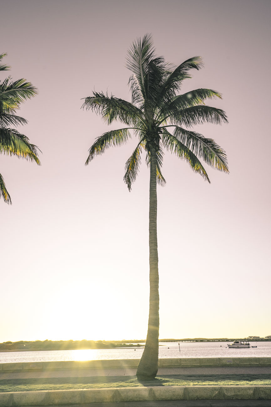 Carnarvon - Palmtrees13- BLOGPOST