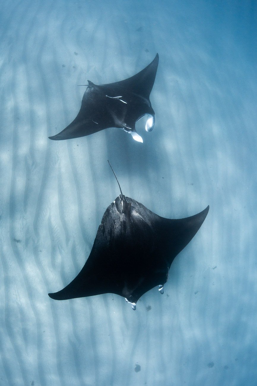 Coral Bay Manta Tour - BLOGPOST