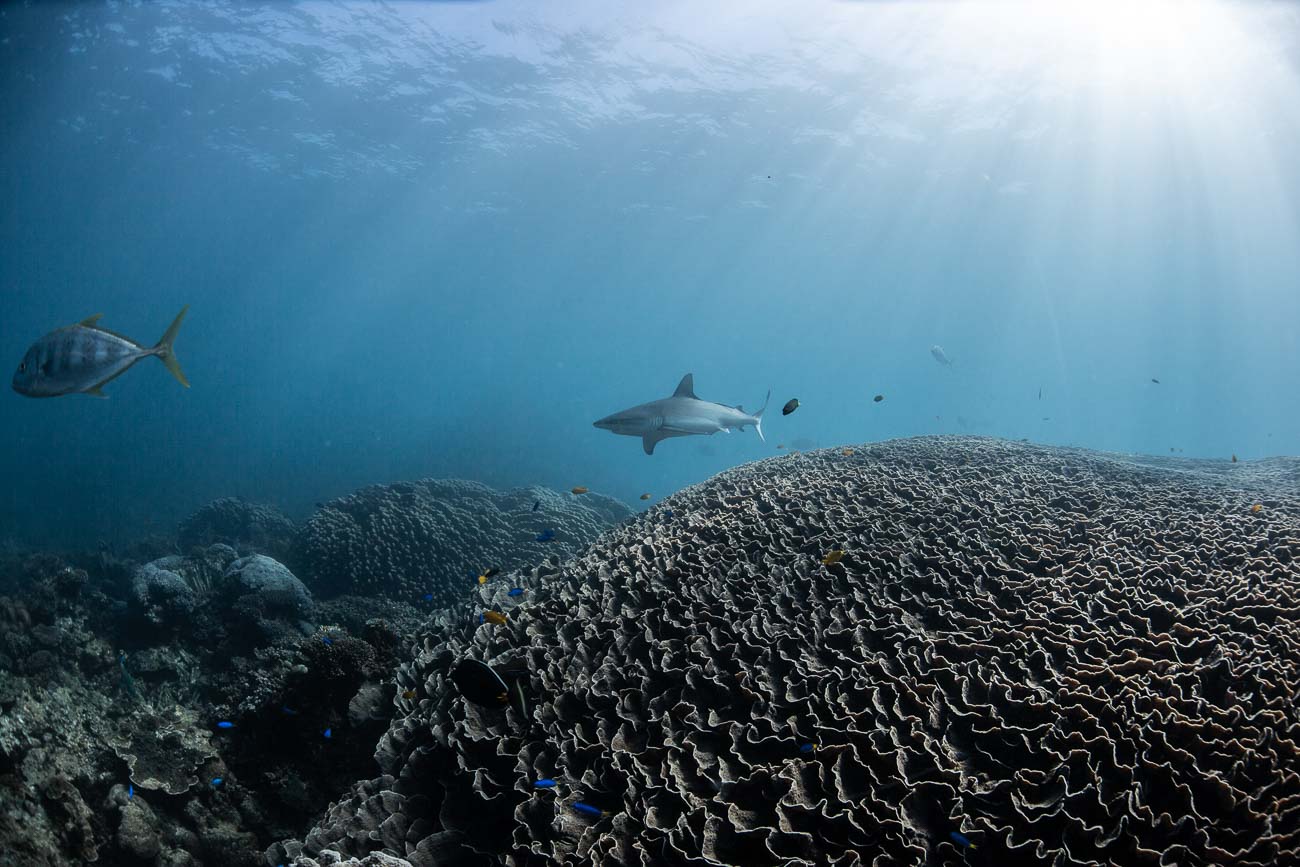 Coral Bay Manta Tour2- BLOGPOST