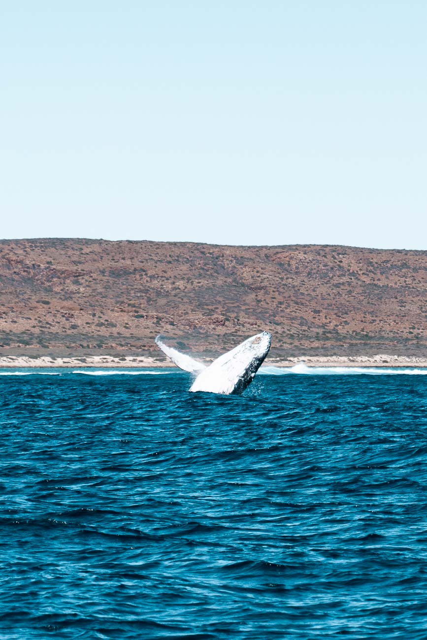 Exmouth - Humpback Whale Tour Ningaloo Discovery104- BLOGPOST