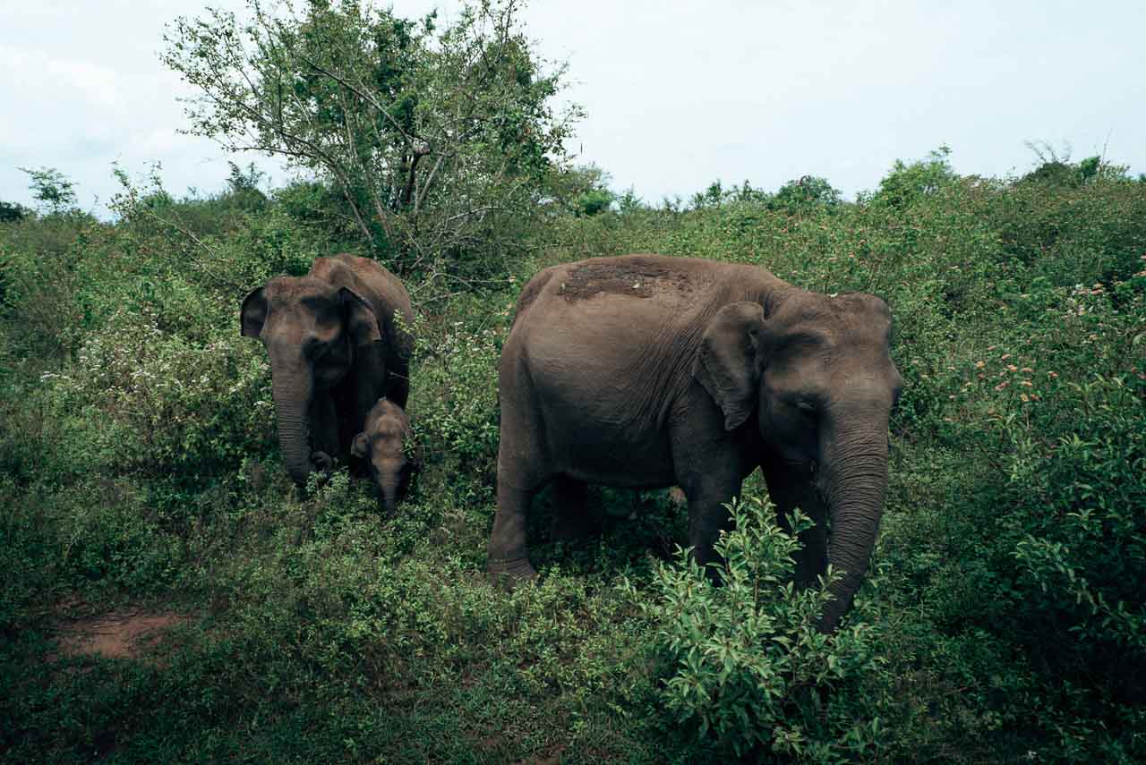 Things to do in Sri Lanka - Spot Elephants in Udawalawe National Park