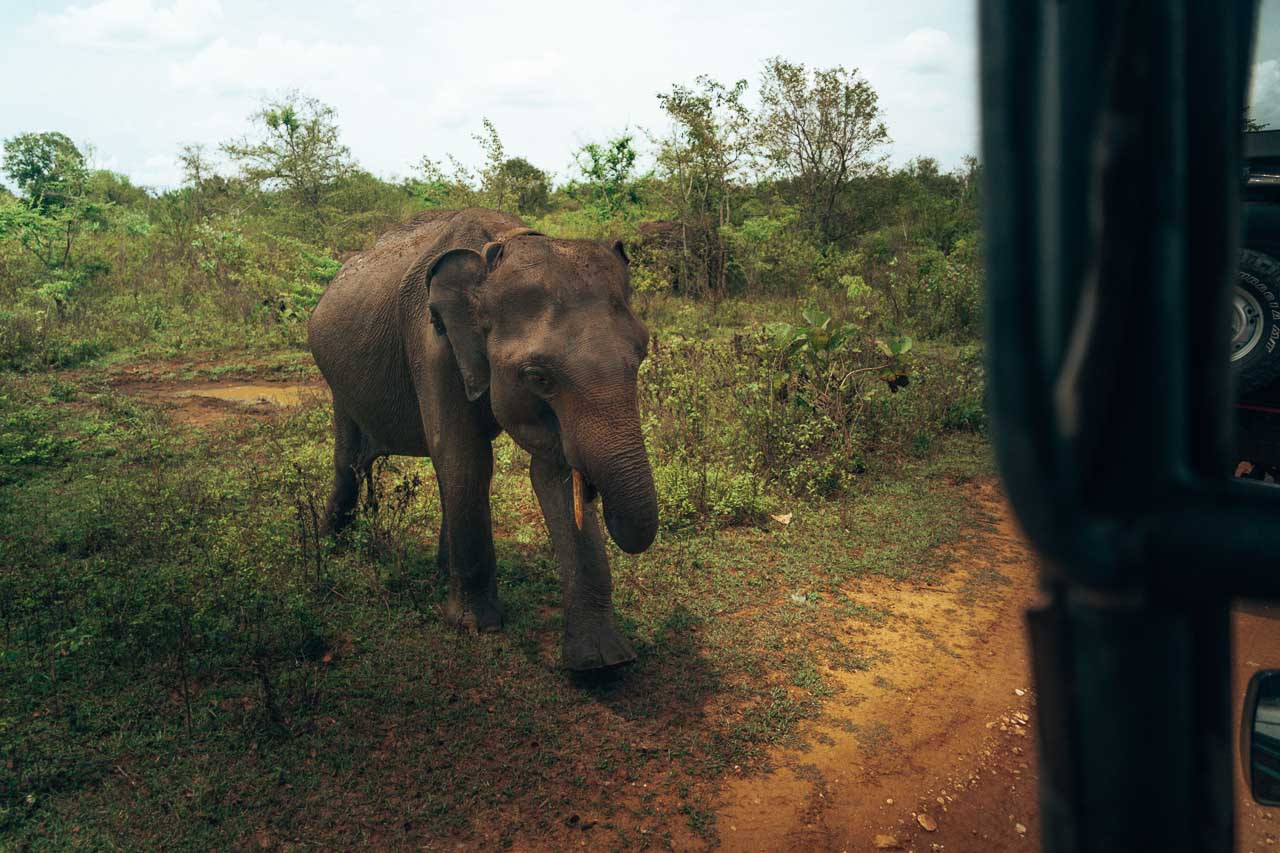 Elephant chasing jeep during the safari in Udawalawe National Park