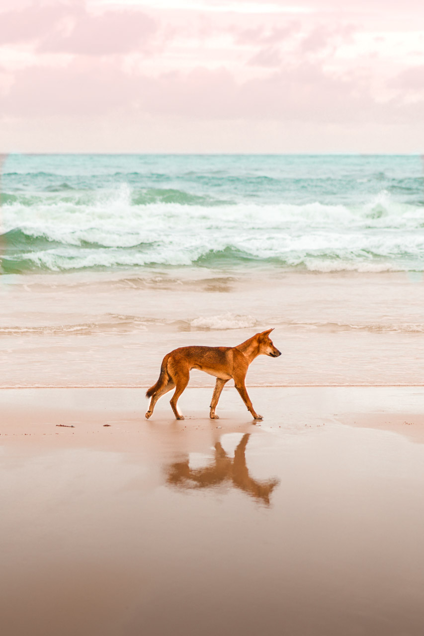 Dongo on the beach of Fraser Island