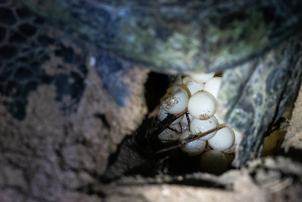 Eggs of turtles in Rekawa beach